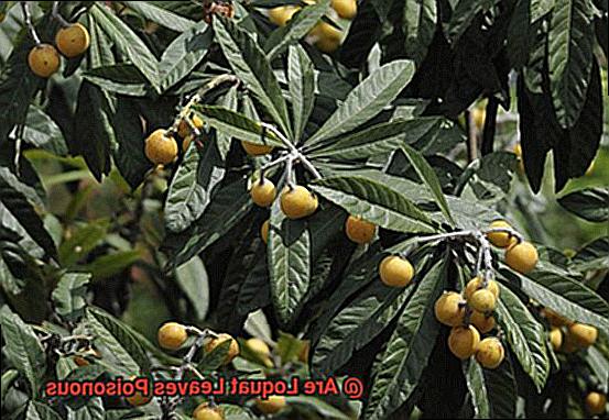 Are Loquat Leaves Poisonous-2