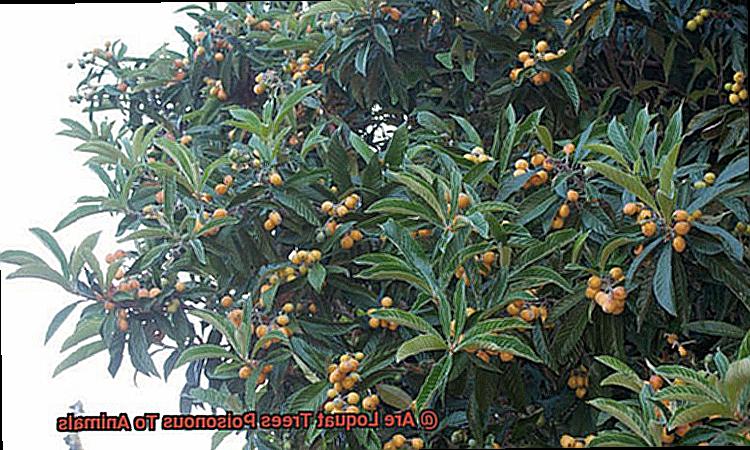 Are Loquat Trees Poisonous To Animals-3