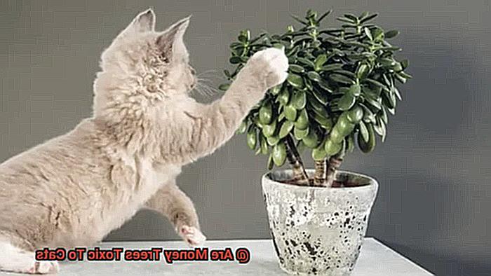 Are Money Trees Toxic To Cats-2