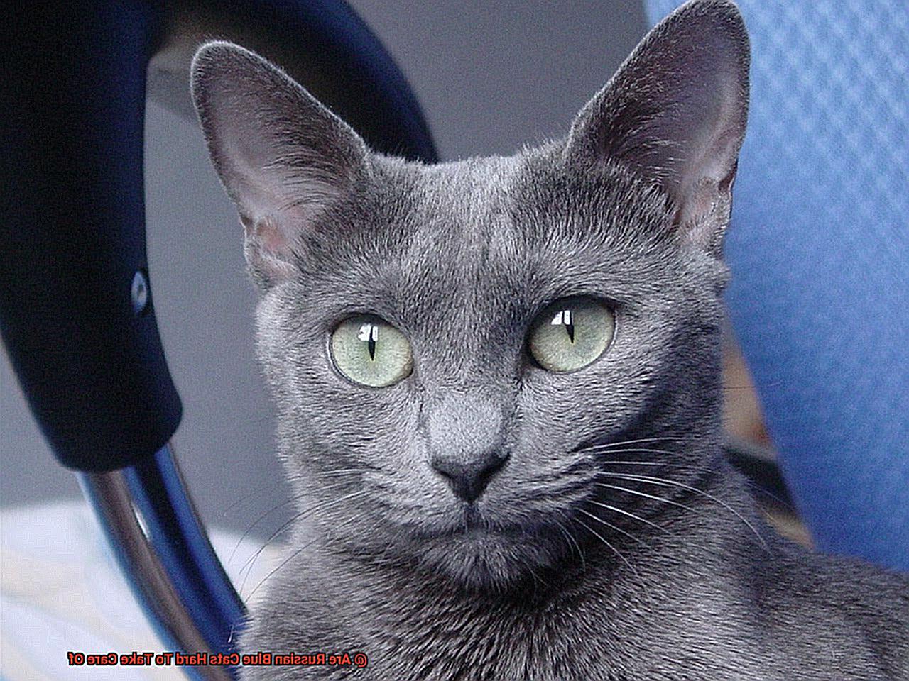Are Russian Blue Cats Hard To Take Care Of-2