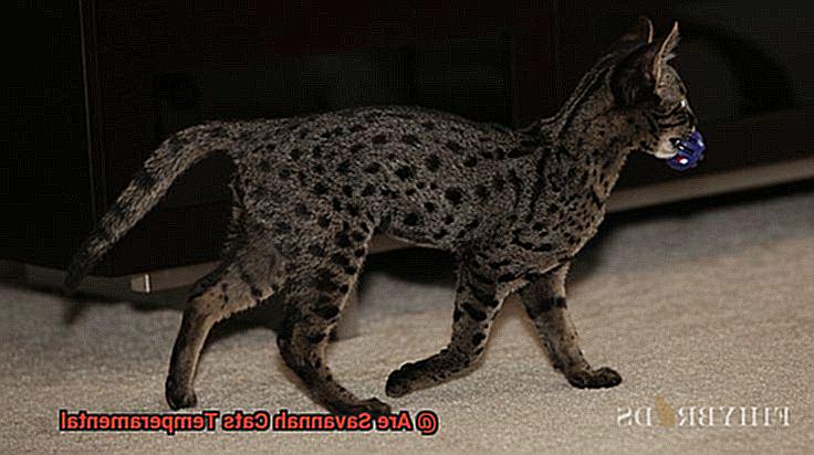 Are Savannah Cats Temperamental-2