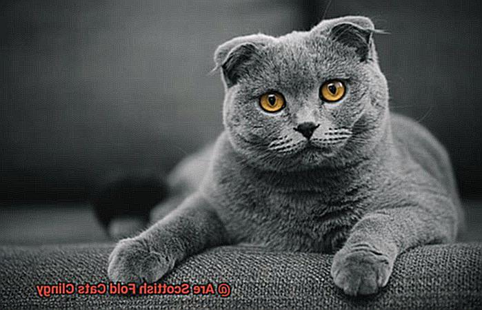 Are Scottish Fold Cats Clingy 359f41204e