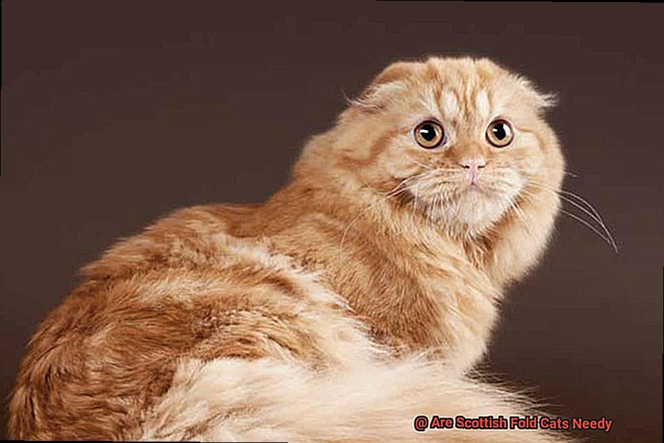 Are Scottish Fold Cats Needy-2