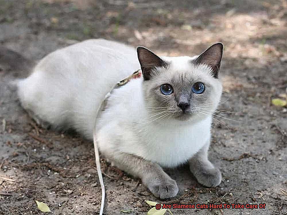 Are Siamese Cats Hard To Take Care Of-2