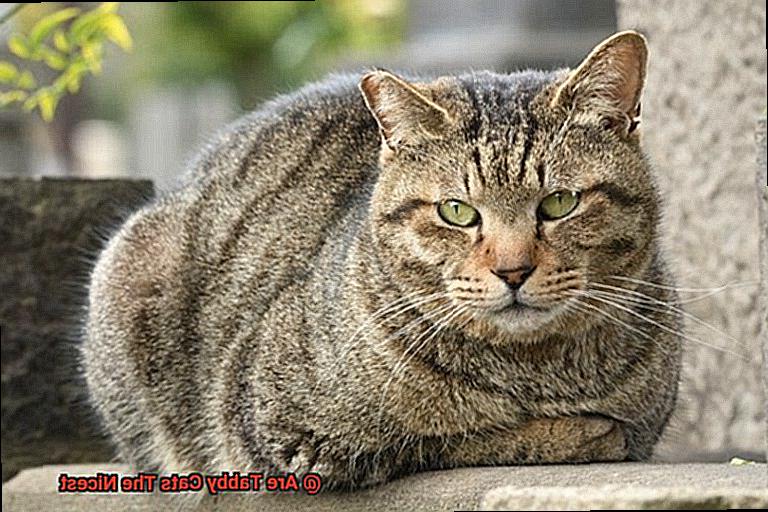 Are Tabby Cats The Nicest-2