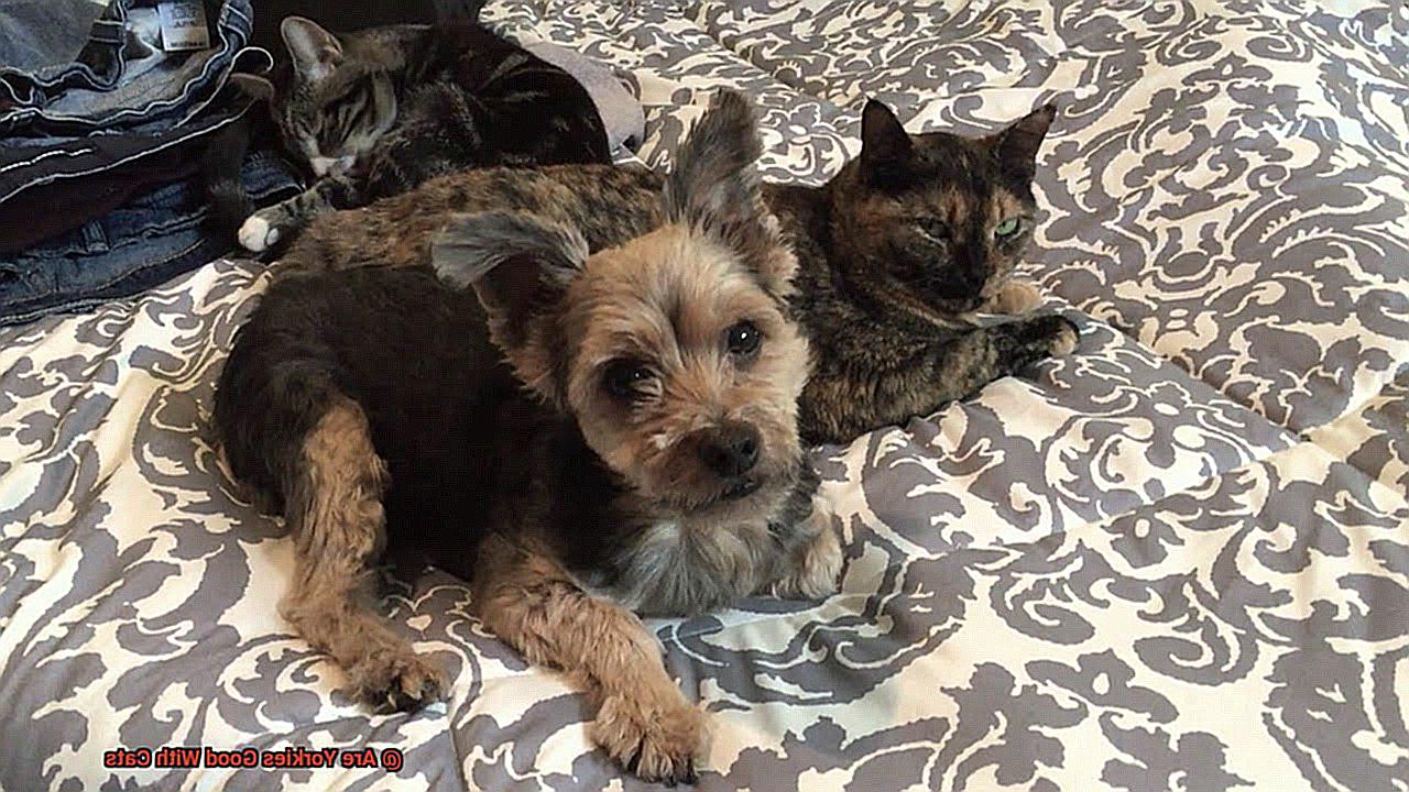 Are Yorkies Good With Cats-2