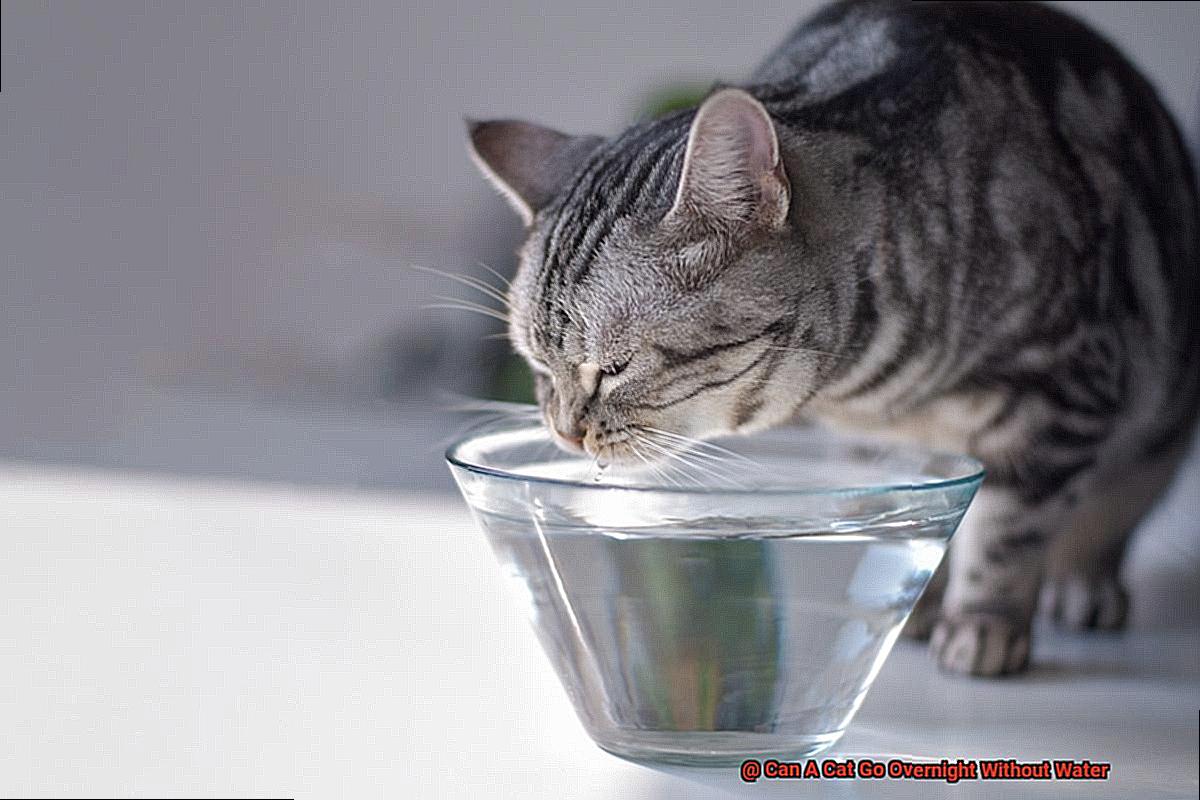 Can A Cat Go Overnight Without Water-2