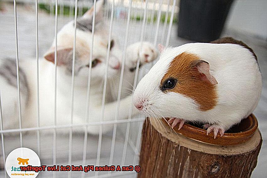 Can A Guinea Pig And Cat Live Together-2