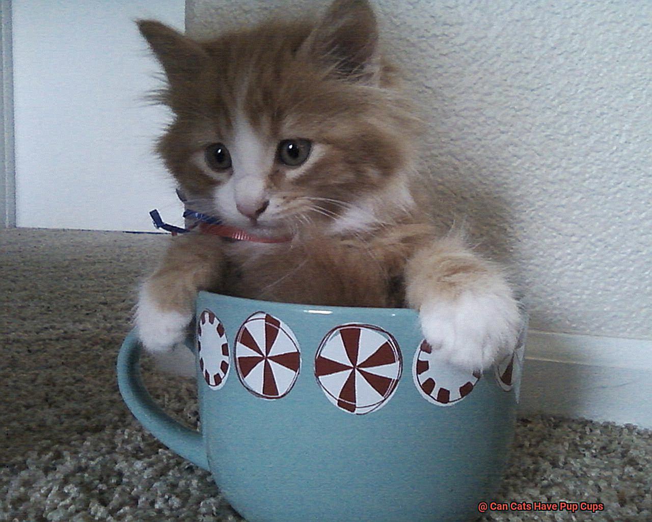 Can Cats Have Pup Cups-4