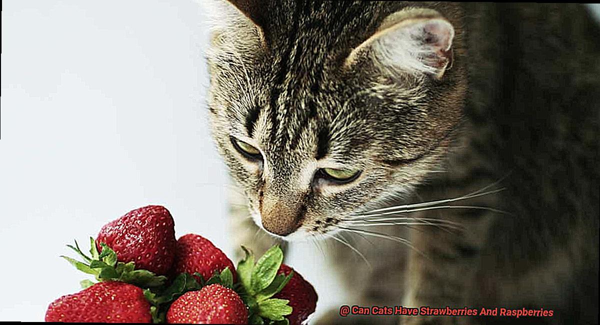 Can Cats Have Strawberries And Raspberries-3
