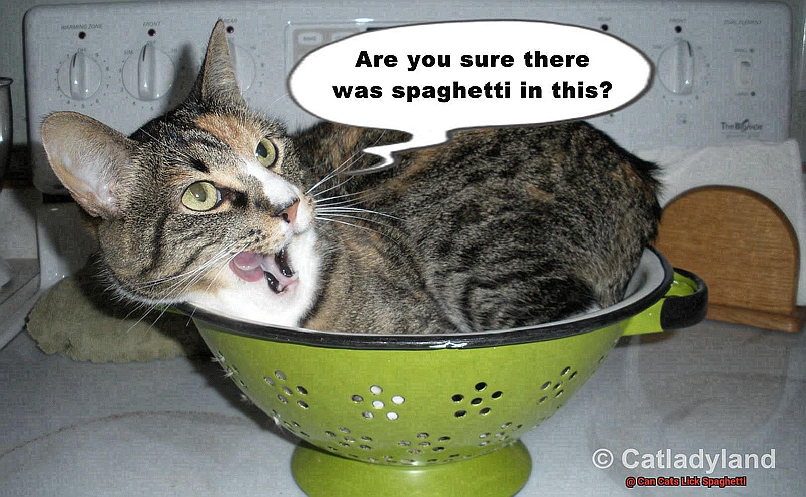 Can Cats Lick Spaghetti-2