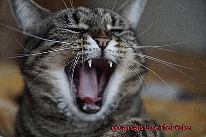 Can Cats Lose Their Voice-2