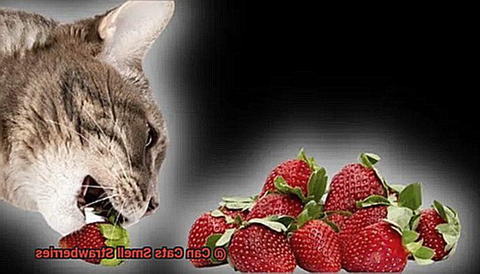 Can Cats Smell Strawberries-2