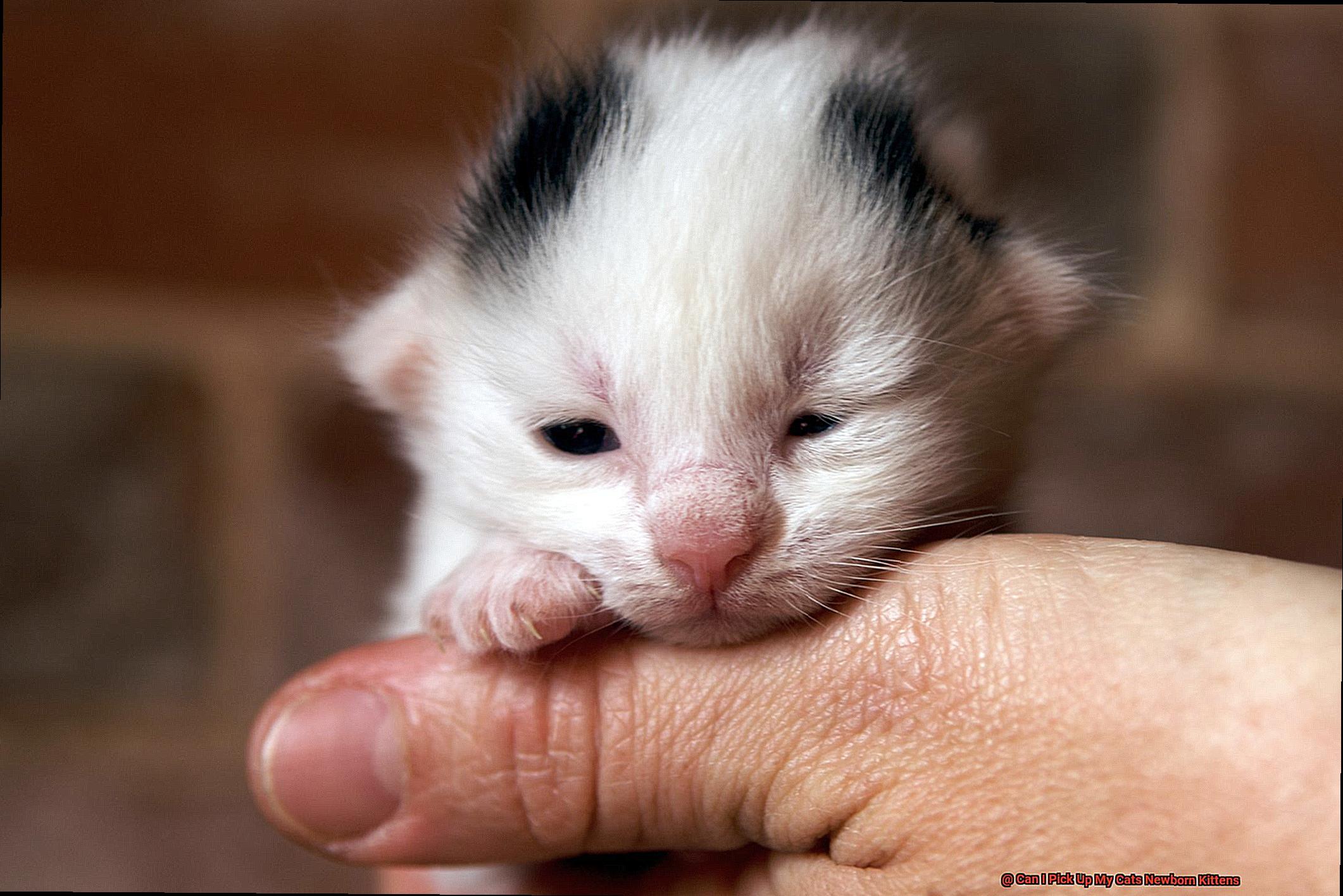 Can I Pick Up My Cats Newborn Kittens-2