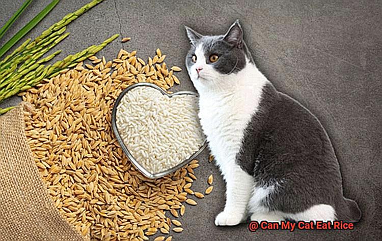 Can My Cat Eat Rice-2