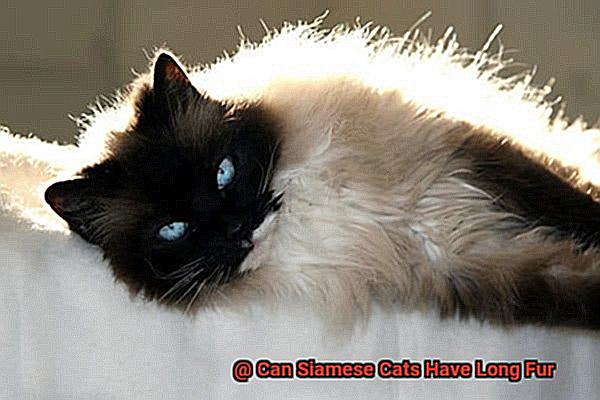 Can Siamese Cats Have Long Fur-3
