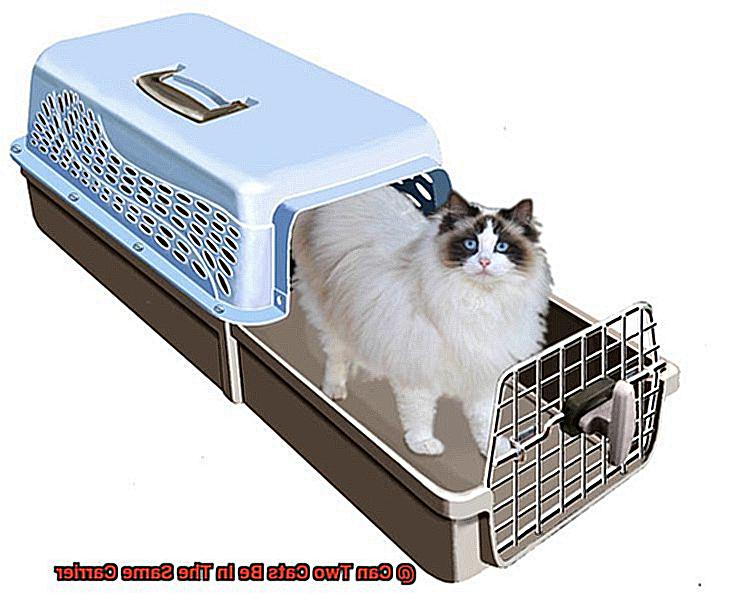 Can Two Cats Be In The Same Carrier-2