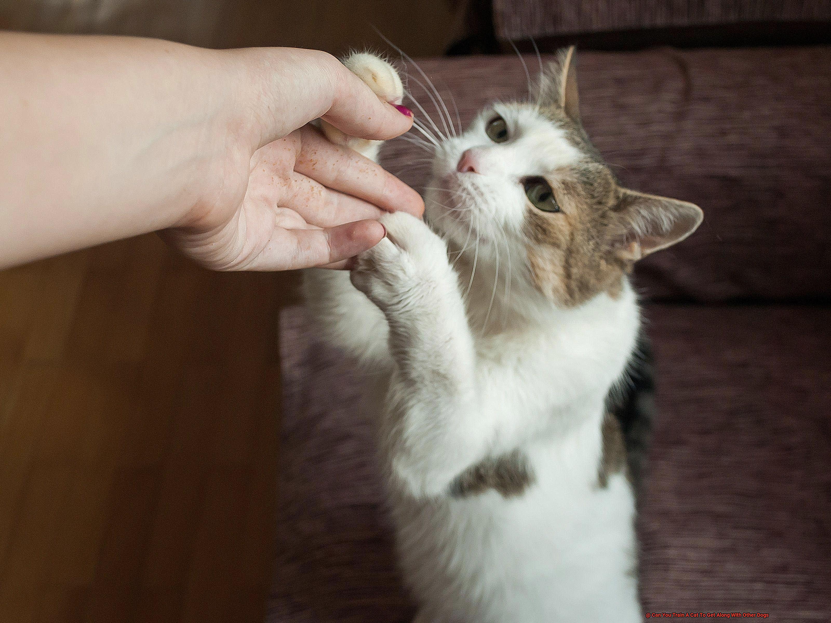 Can You Train A Cat To Get Along With Other Dogs-2