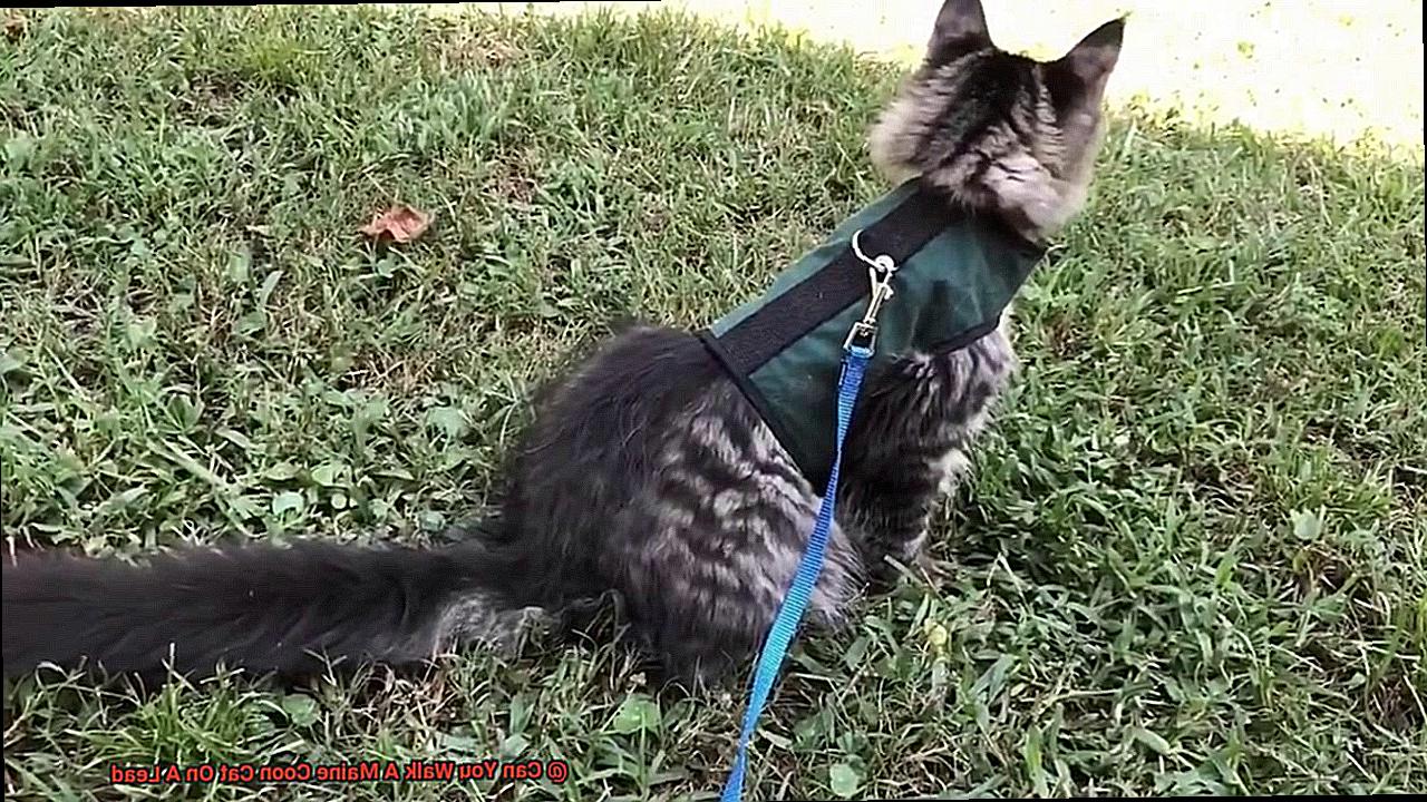 Can You Walk A Maine Coon Cat On A Lead-2