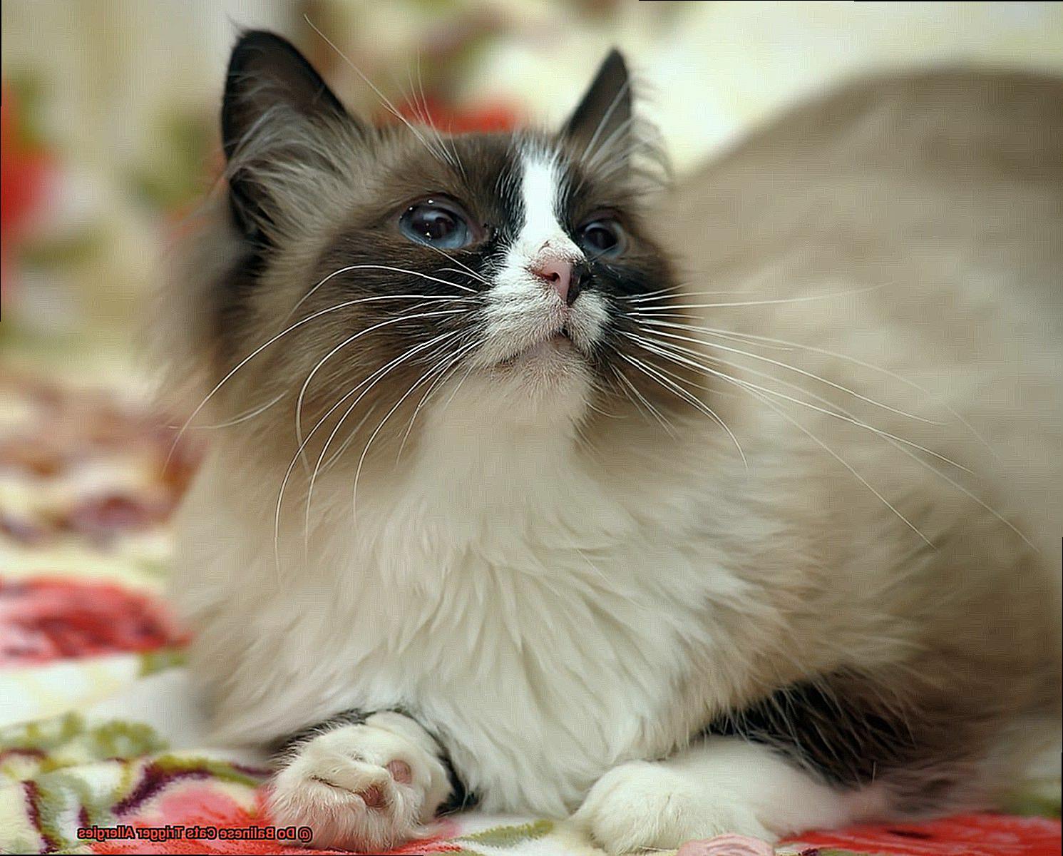 Do Balinese Cats Trigger Allergies-2