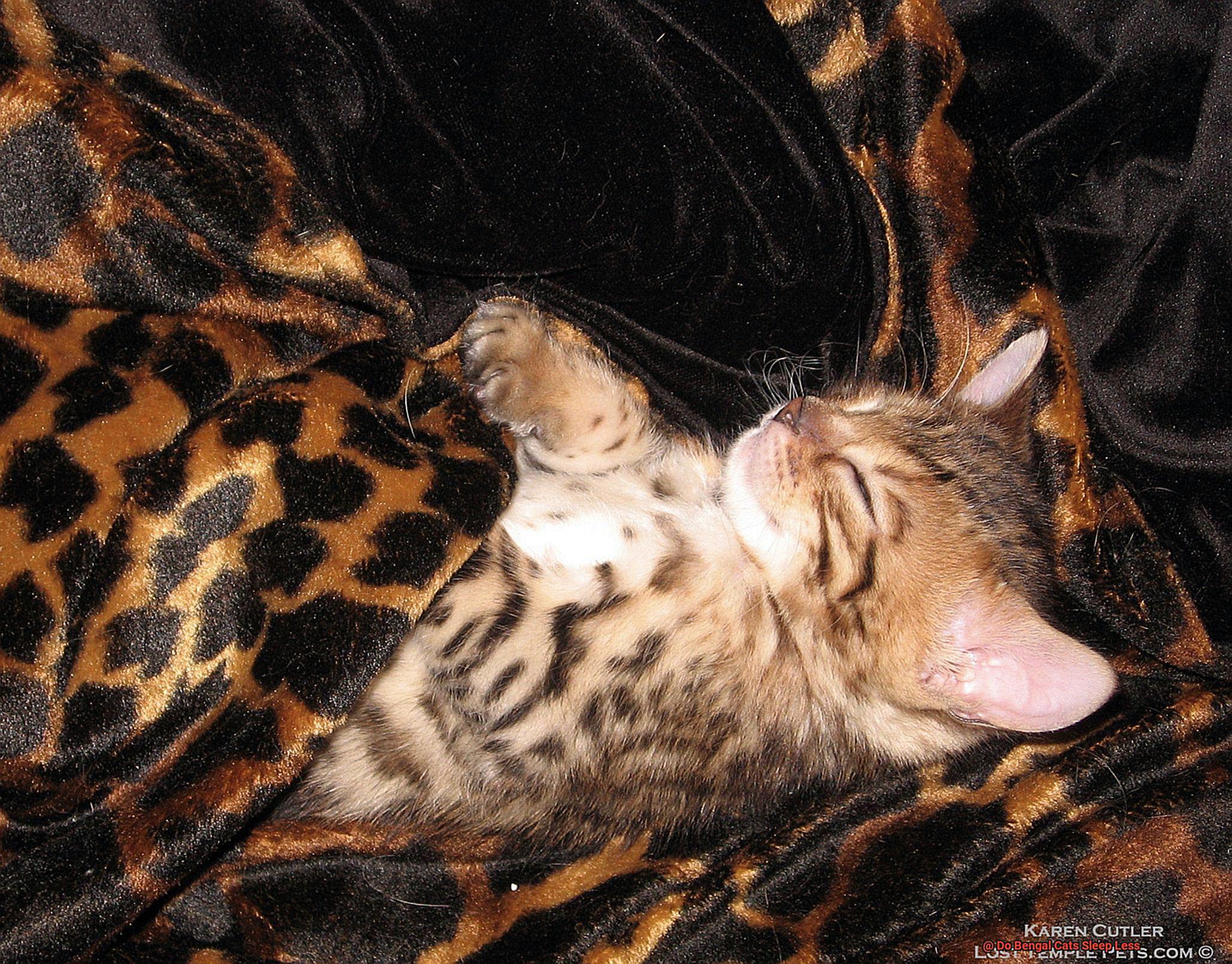 Do Bengal Cats Sleep Less-2