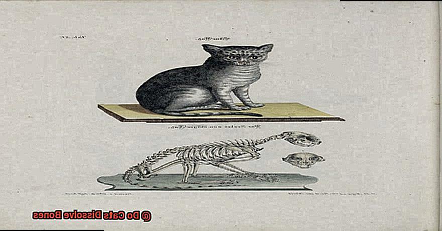 Do Cats Dissolve Bones-2