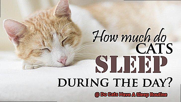 Do Cats Have A Sleep Routine-2