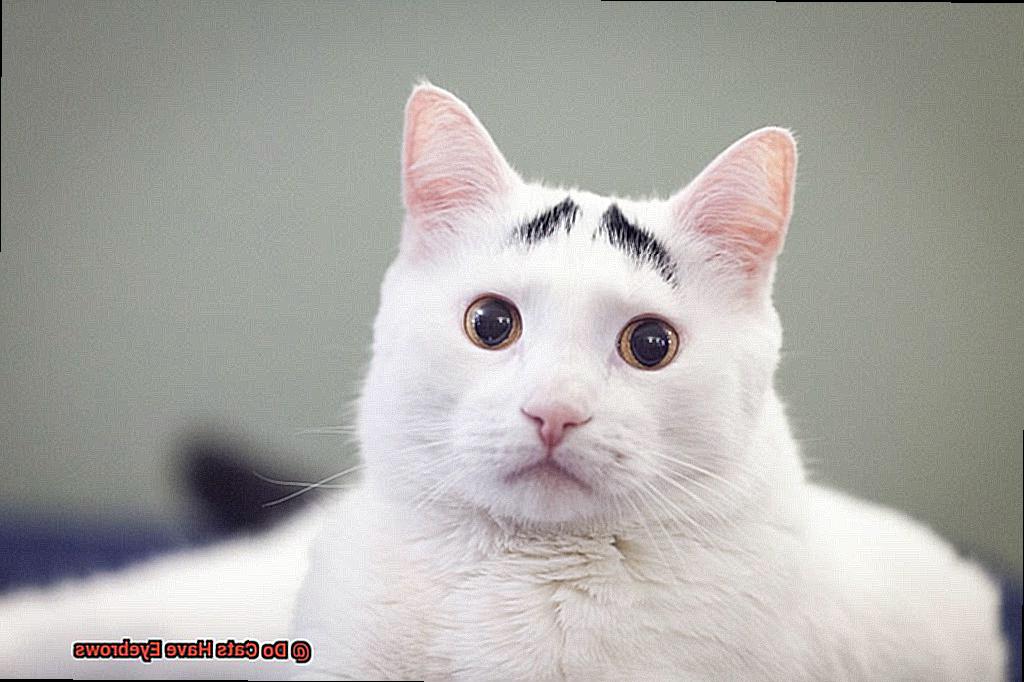 Do Cats Have Eyebrows-3