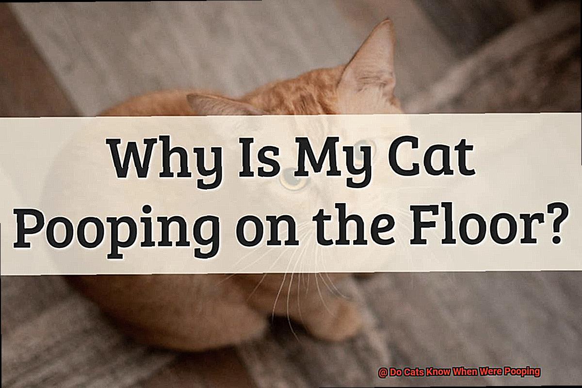 Do Cats Know When Were Pooping-2