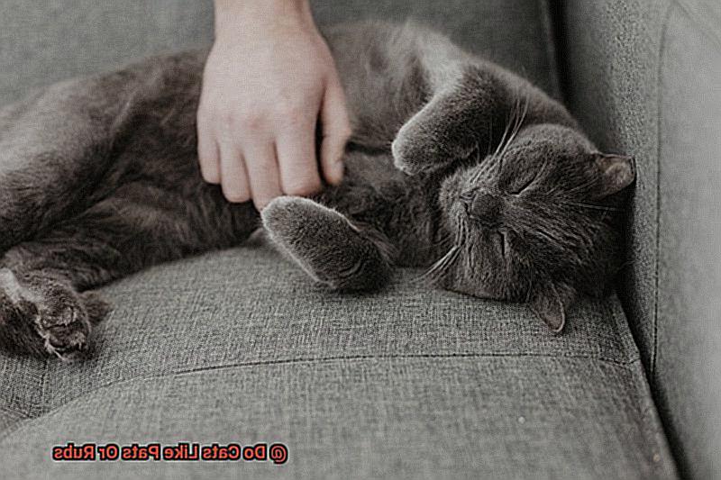 Do Cats Like Pats Or Rubs-2