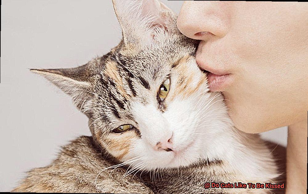 Do Cats Like To Be Kissed?