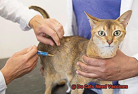 Do Cats Need Vaccines-5