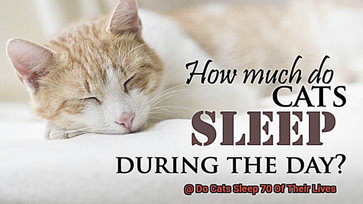 Do Cats Sleep 70 Of Their Lives-2