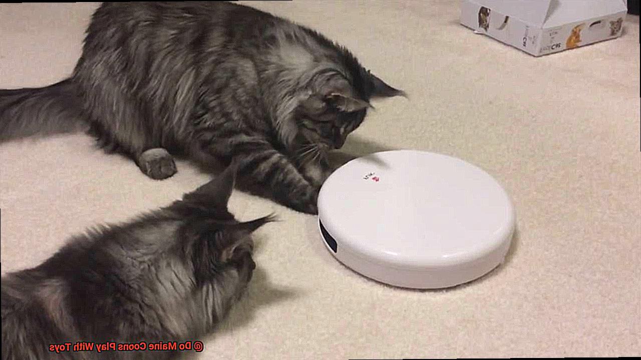 Do Maine Coons Play With Toys-2