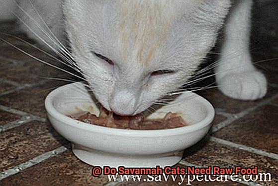 Do Savannah Cats Need Raw Food-2