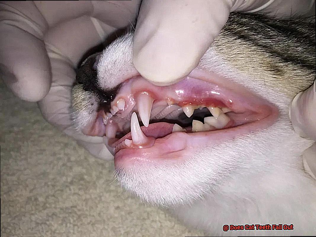 Does Cat Teeth Fall Out-2