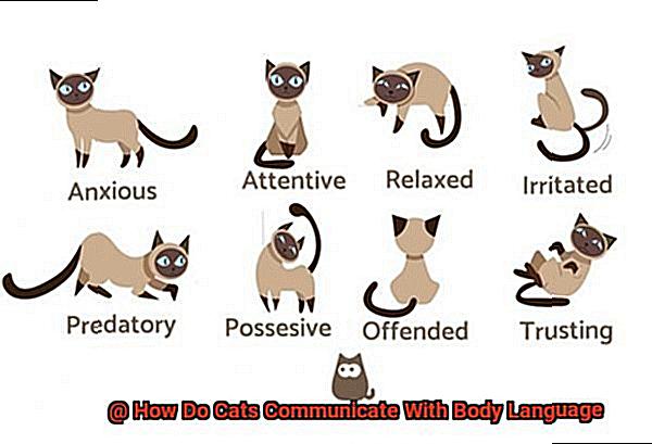 How Do Cats Communicate With Body Language-2