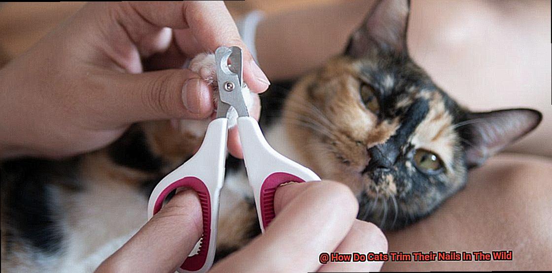 How Do Cats Trim Their Nails In The Wild-3