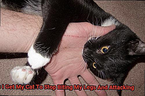 How Do I Get My Cat To Stop Biting My Legs And Attacking-2
