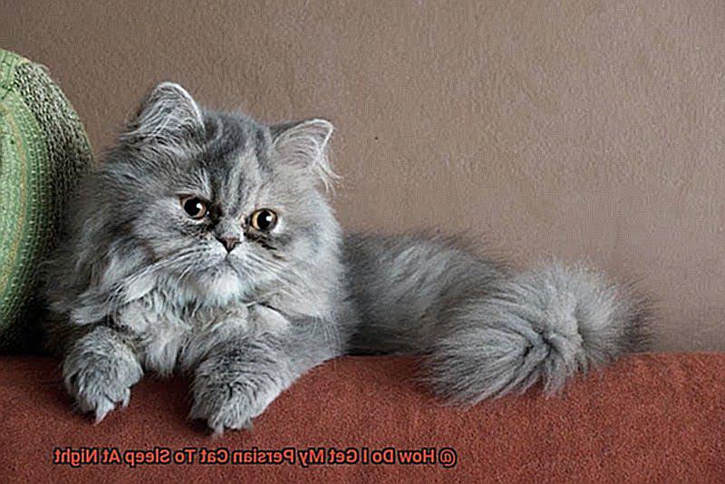 How Do I Get My Persian Cat To Sleep At Night-2