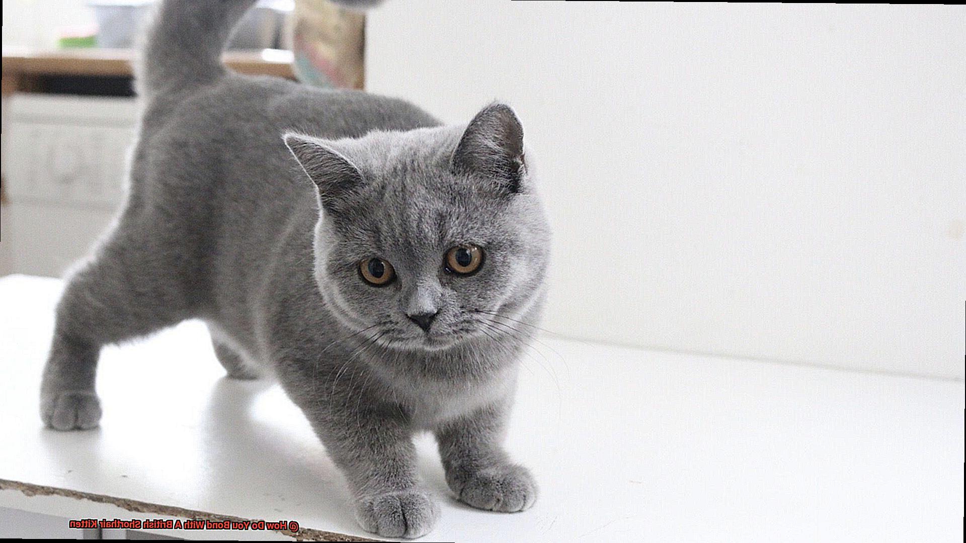 How Do You Bond With A British Shorthair Kitten-2