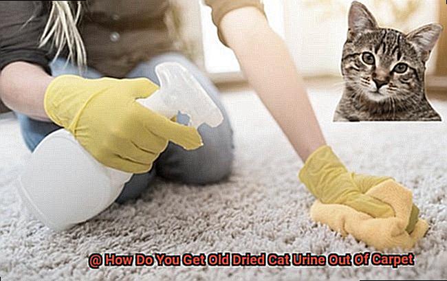 How Do You Get Old Dried Cat Urine Out Of Carpet-2