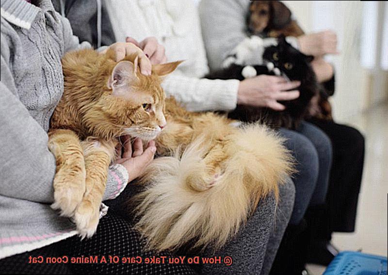How Do You Take Care Of A Maine Coon Cat-2
