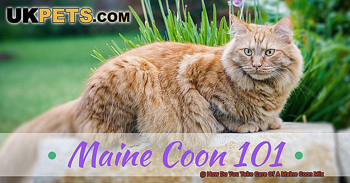 How Do You Take Care Of A Maine Coon Mix-2