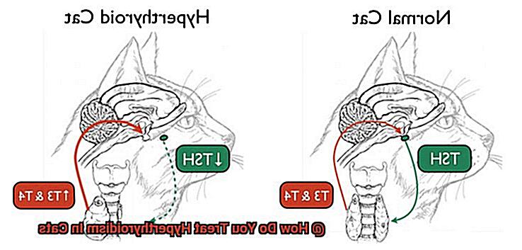 How Do You Treat Hyperthyroidism In Cats-2