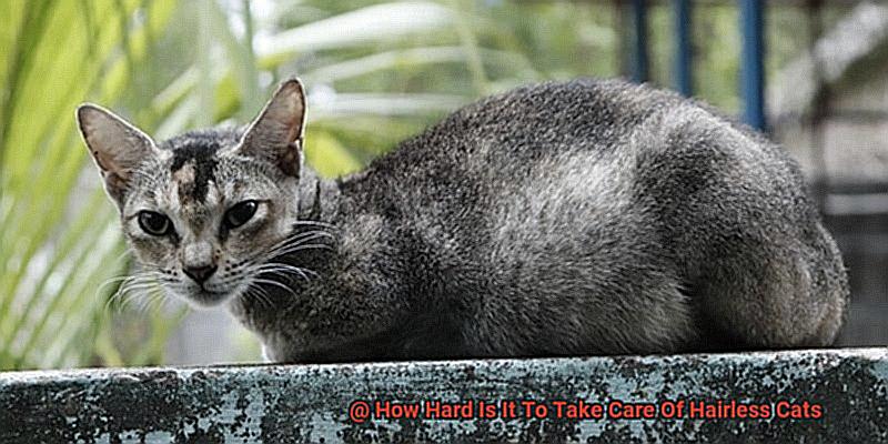 How Hard Is It To Take Care Of Hairless Cats-2