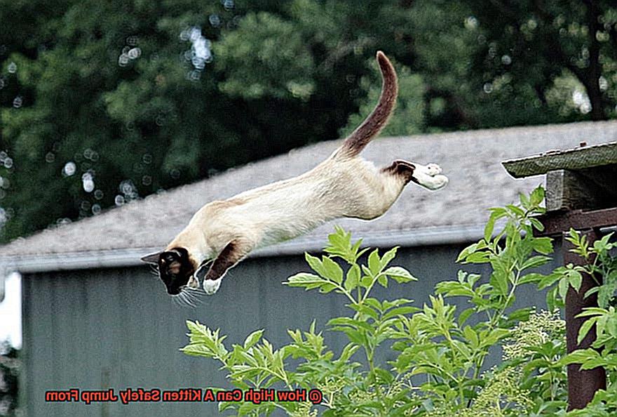 How High Can A Kitten Safely Jump From-2