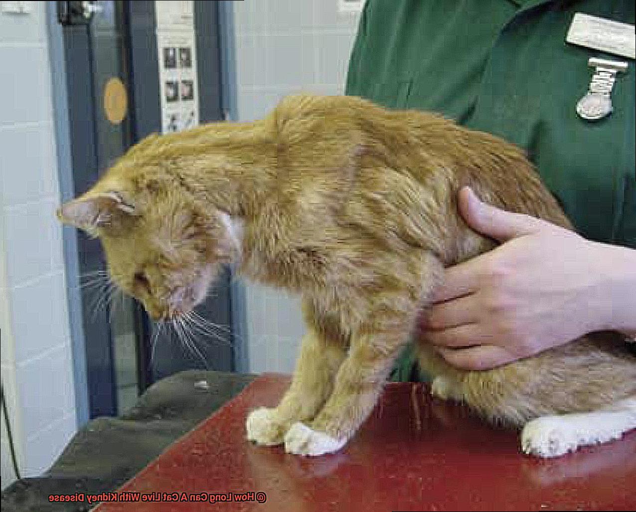 How Long Can A Cat Live With Kidney Disease-3