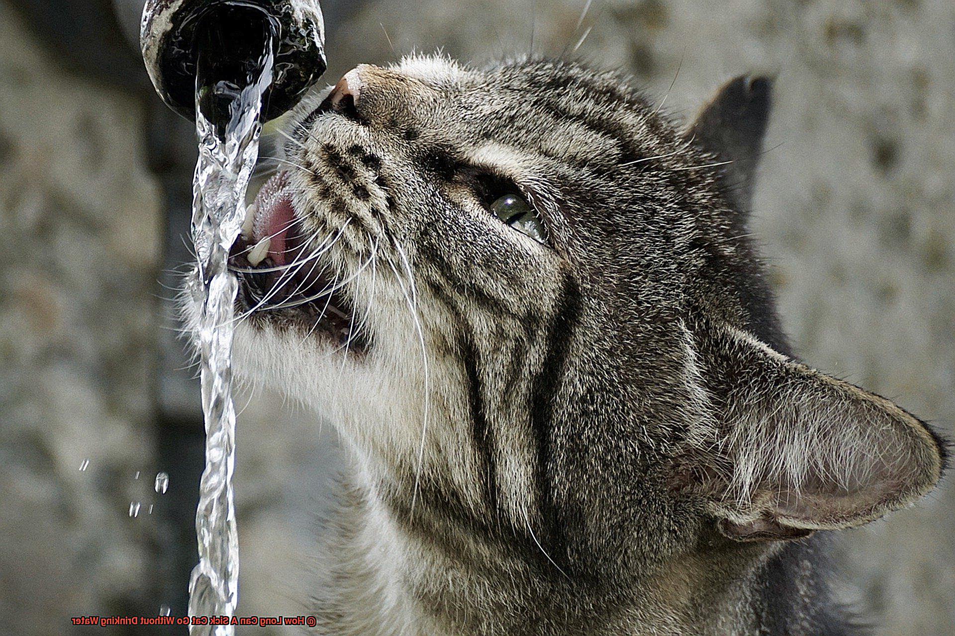 How Long Can A Sick Cat Go Without Drinking Water-2