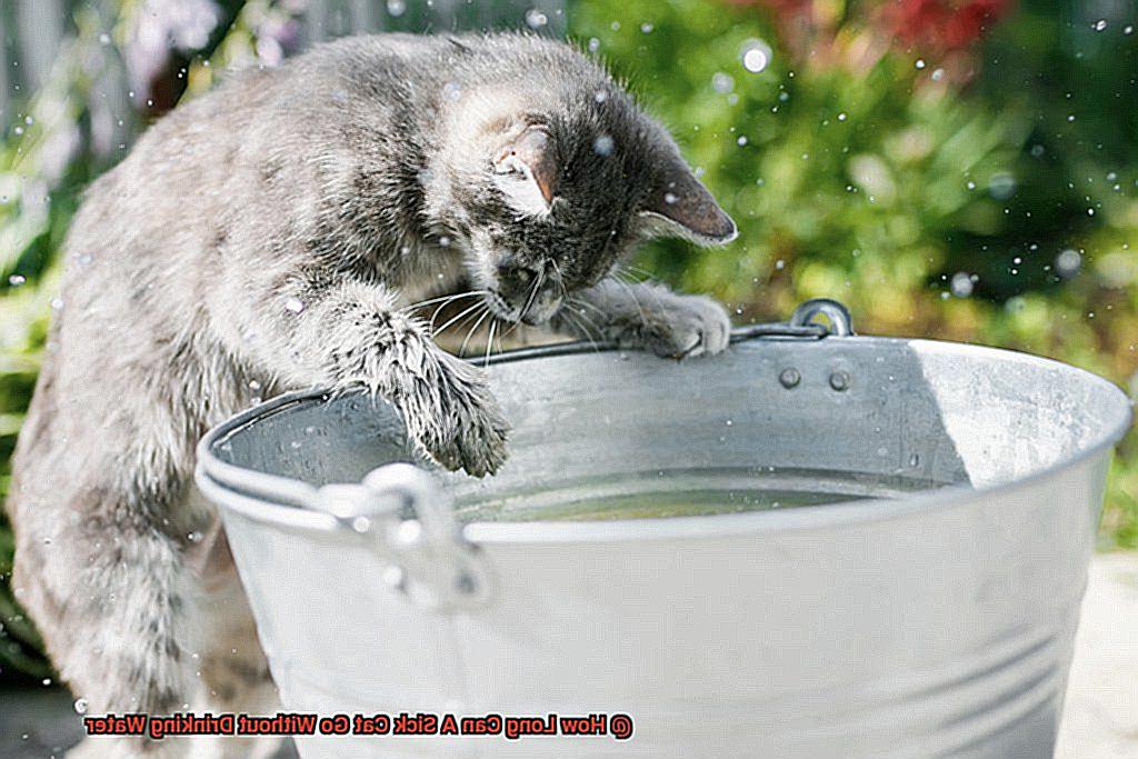 How Long Can A Sick Cat Go Without Drinking Water-3